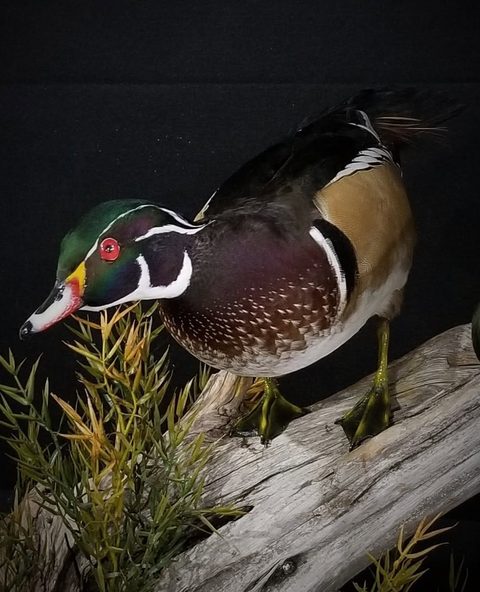 Wood Duck – waterfowl taxidermy by Jason's Taxidermy