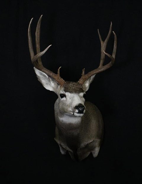 whitetail deer taxidermy by Jason's Taxidermy