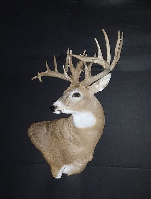 whitetail deer taxidermy by Jason's Taxidermy
