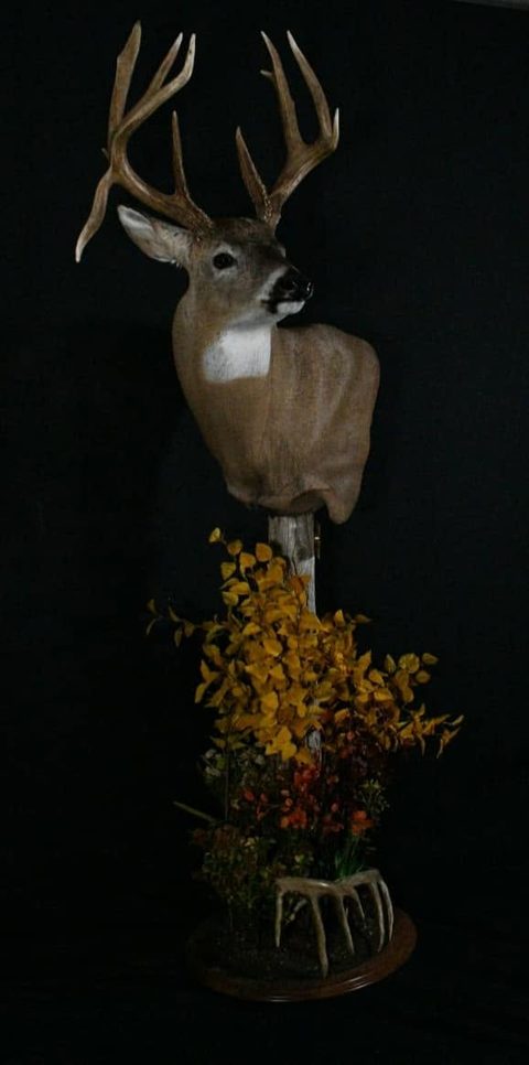 whitetail deer taxidermy by Jason's Taxidermy