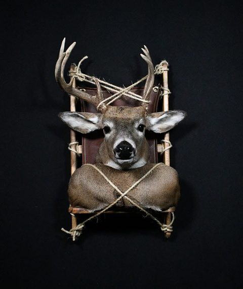 whitetail deer taxidermy by Jason's Taxidermy