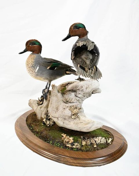 Green-winged Teal – Habitat Base – waterfowl taxidermy by Jason's Taxidermy