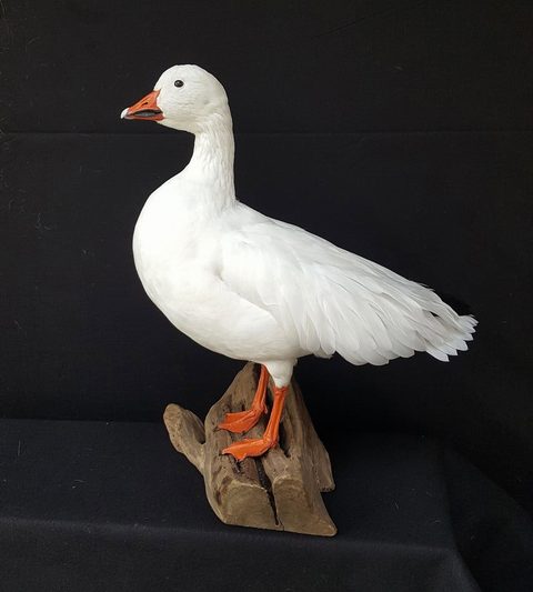 Snow Goose – Standing – waterfowl taxidermy by Jason's Taxidermy