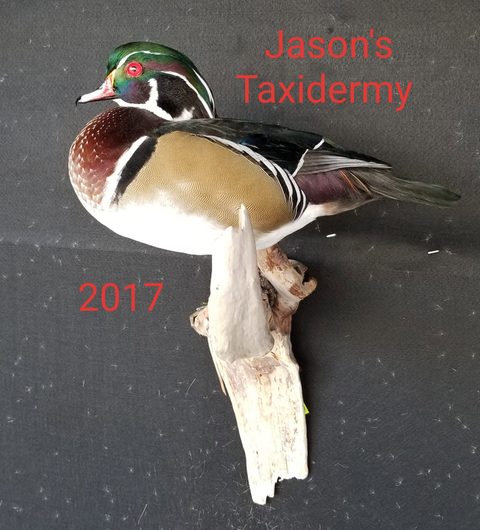 Wood Duck – waterfowl taxidermy by Jason's Taxidermy
