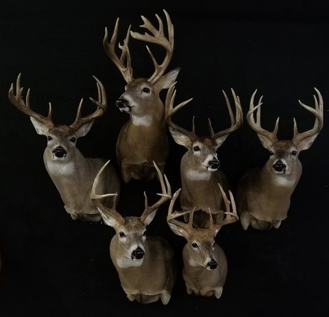 whitetail deer taxidermy by Jason's Taxidermy