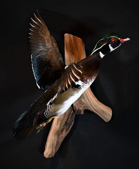 Wood Duck – Flying – waterfowl taxidermy by Jason's Taxidermy