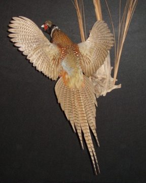 Ring-necked pheasant mount, item #43
