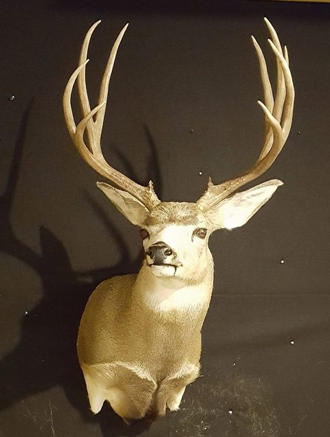 mule deer taxidermy by Jason's Taxidermy