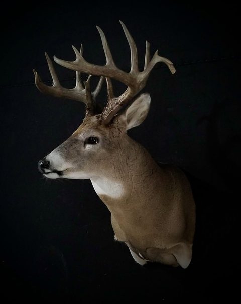 whitetail deer taxidermy by Jason's Taxidermy
