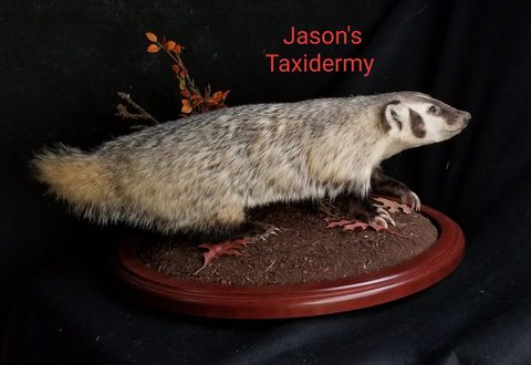 furbearer taxidermy by Jason's Taxidermy