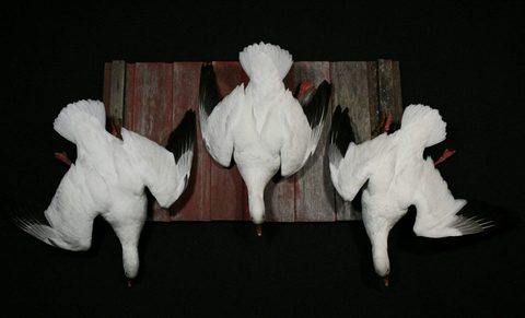 upland game bird taxidermy by Jason's Taxidermy