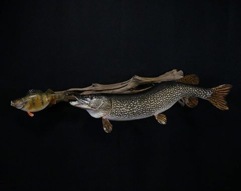 fish taxidermy by Jason's Taxidermy