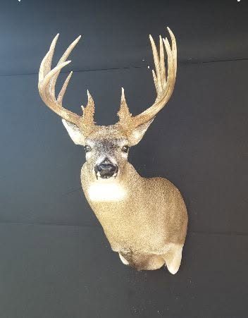whitetail deer taxidermy by Jason's Taxidermy