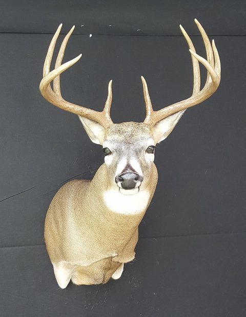 whitetail deer taxidermy by Jason's Taxidermy