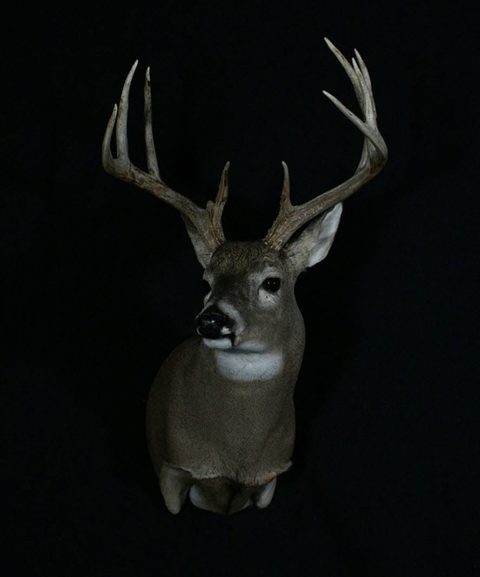 whitetail deer taxidermy by Jason's Taxidermy
