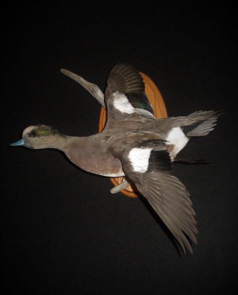 Wigeon – Flying – waterfowl taxidermy by Jason's Taxidermy
