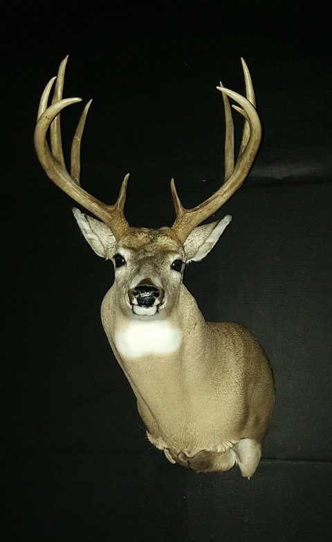 whitetail deer taxidermy by Jason's Taxidermy