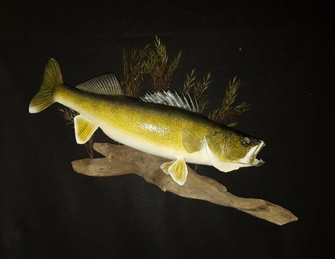 fish taxidermy by Jason's Taxidermy