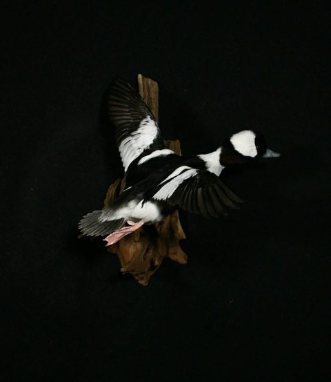 Bufflehead – Flying – waterfowl taxidermy by Jason's Taxidermy