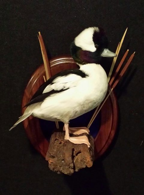 Bufflehead – waterfowl taxidermy by Jason's Taxidermy