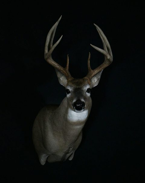 whitetail deer taxidermy by Jason's Taxidermy
