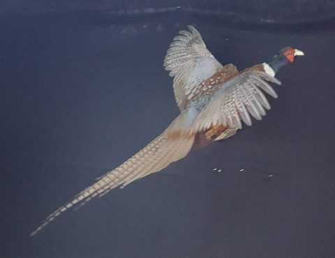 upland game bird taxidermy by Jason's Taxidermy