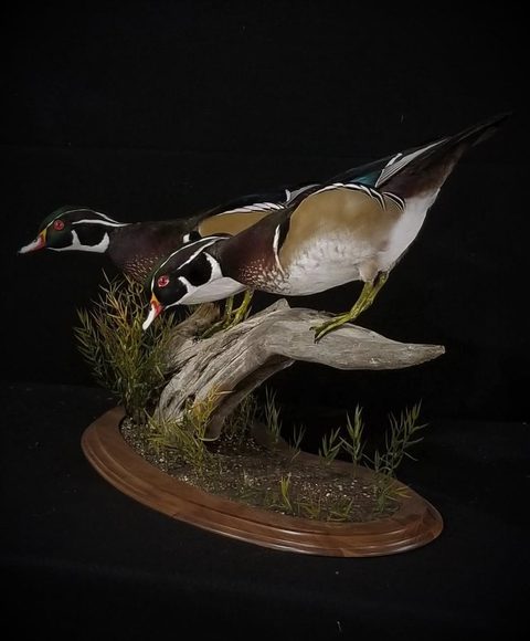 Wood Ducks – waterfowl taxidermy by Jason's Taxidermy