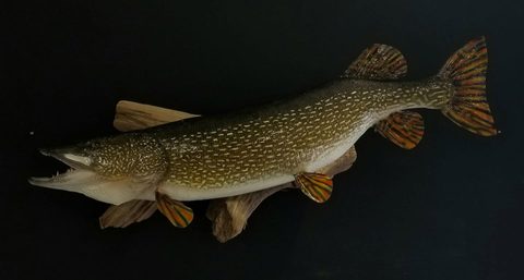 fish taxidermy by Jason's Taxidermy