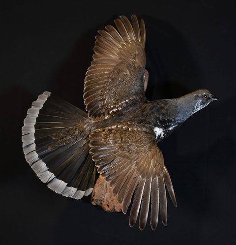 upland game bird taxidermy by Jason's Taxidermy