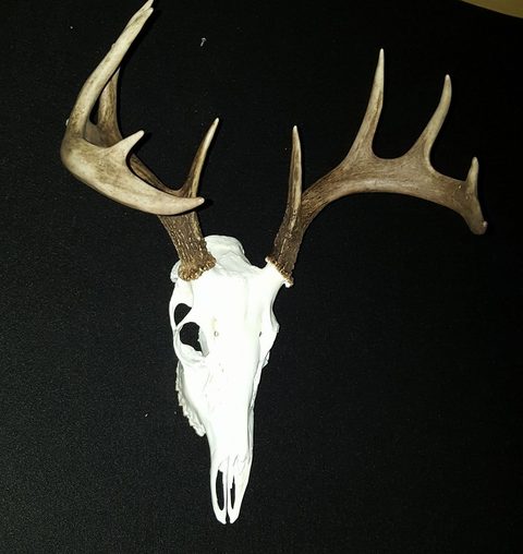 European taxidermy by Jason's Taxidermy
