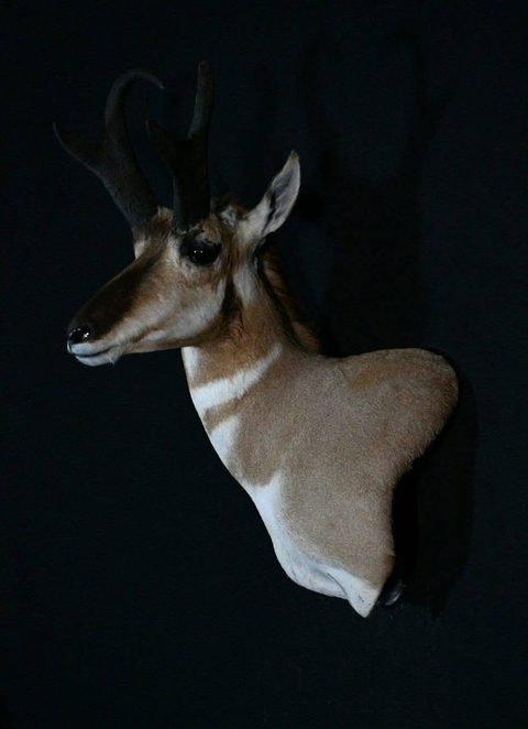big game taxidermy by Jason's Taxidermy