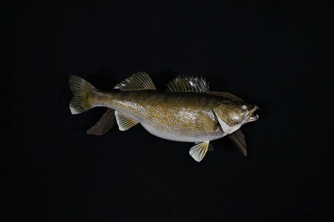 fish taxidermy by Jason's Taxidermy