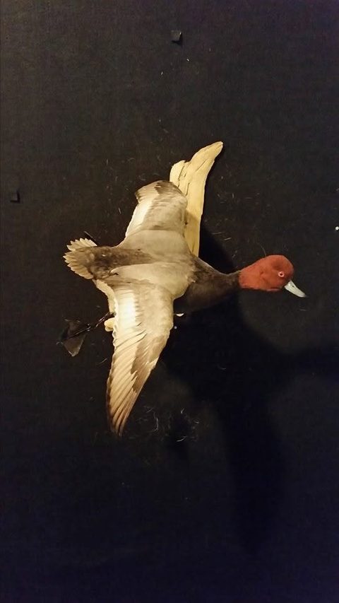 Diver Duck – Flying – waterfowl taxidermy by Jason's Taxidermy