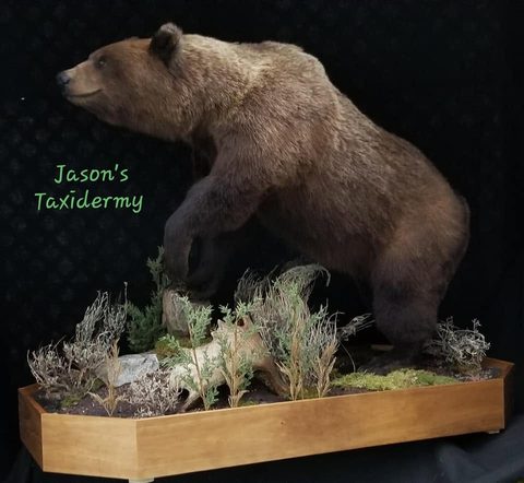 big game taxidermy by Jason's Taxidermy