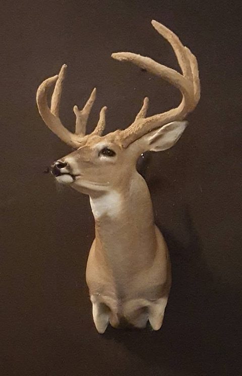 whitetail deer taxidermy by Jason's Taxidermy