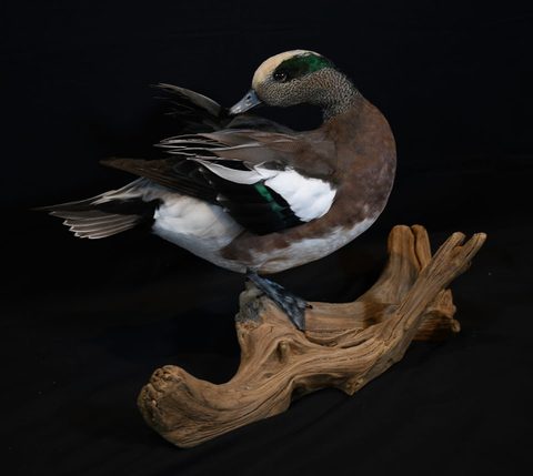 Wigeon – Standing – waterfowl taxidermy by Jason's Taxidermy