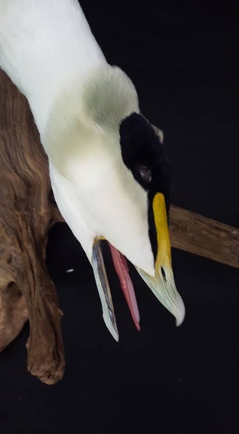Common Eider – waterfowl taxidermy by Jason's Taxidermy