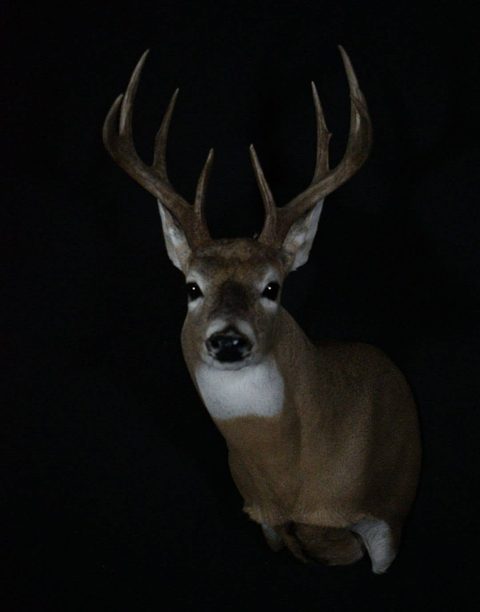 whitetail deer taxidermy by Jason's Taxidermy