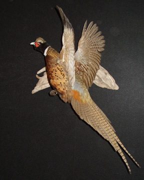 Ring-necked pheasant mount, item #45