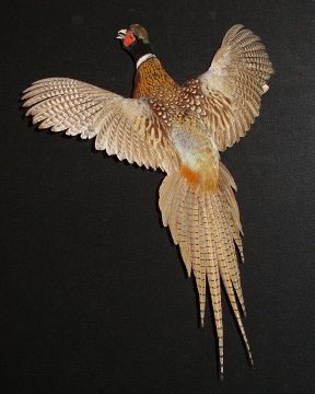 Ring-necked pheasant mount, item #49