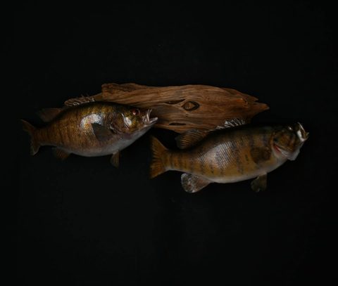 fish taxidermy by Jason's Taxidermy