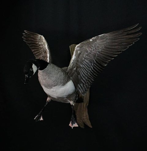 Canada Goose – Landing – waterfowl taxidermy by Jason's Taxidermy