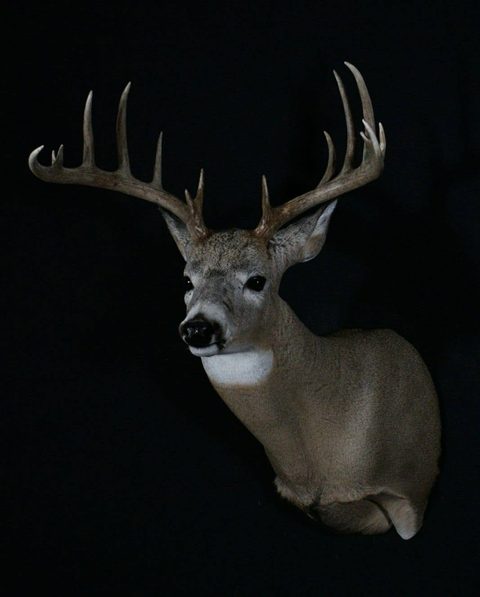 whitetail deer taxidermy by Jason's Taxidermy