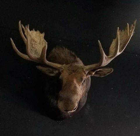 big game taxidermy by Jason's Taxidermy