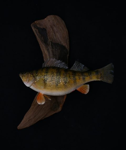fish taxidermy by Jason's Taxidermy