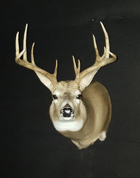 whitetail deer taxidermy by Jason's Taxidermy