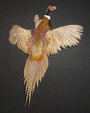 Ring-necked pheasant mount, item #48