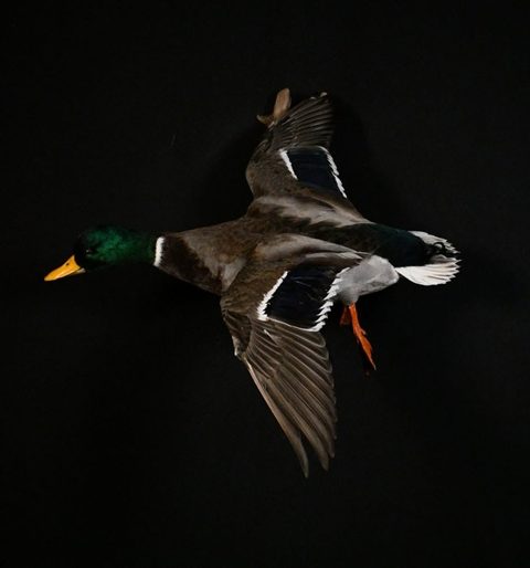 Mallard – Flying – waterfowl taxidermy by Jason's Taxidermy