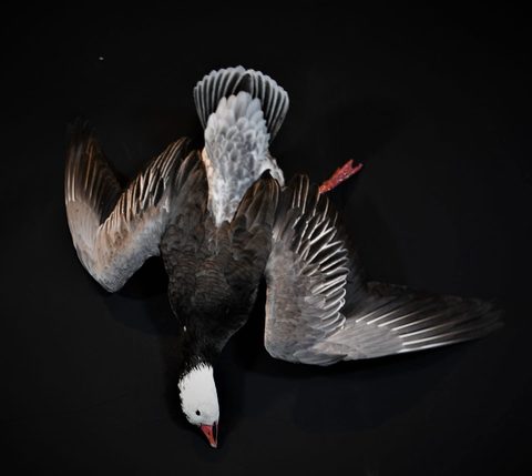 Blue Goose – Deadhang – waterfowl taxidermy by Jason's Taxidermy