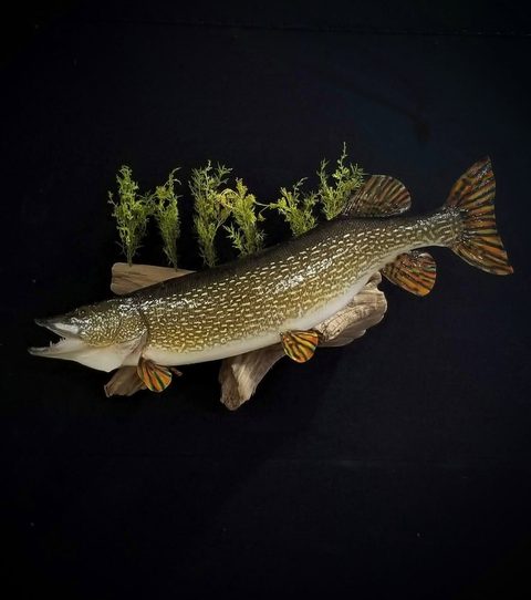 fish taxidermy by Jason's Taxidermy